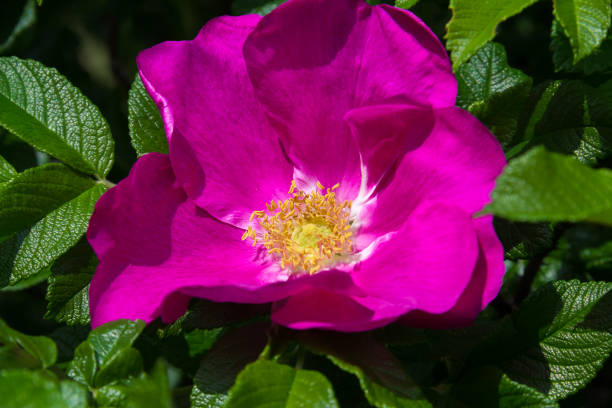 istock Dog-rose flower on a branch 655098232