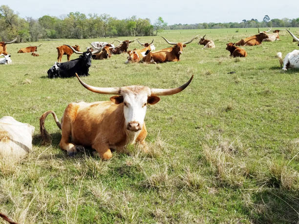 istock Herd of Texas Longhorn cattle resting in pasture. 655100448