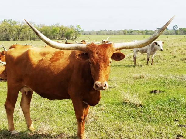 istock Herd of Texas Longhorn cattle resting in pasture. 655100542