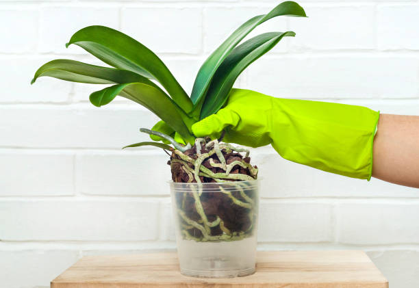 istock Orchid phalaenopsis planting, soil, root and moss 655100582