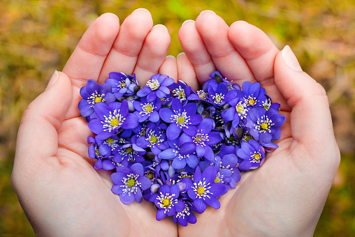 Woman hands holding violet flowers in heart shape