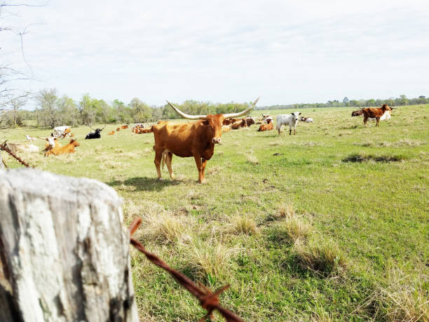 istock Herd of Texas Longhorn cattle resting in pasture. 655103670