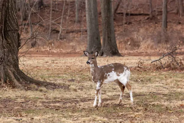 A young, male piebald White-tailed deer grazes near the edge of the woods.
