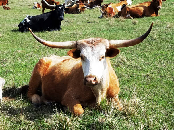 istock Herd of Texas Longhorn cattle resting in pasture. 655104486