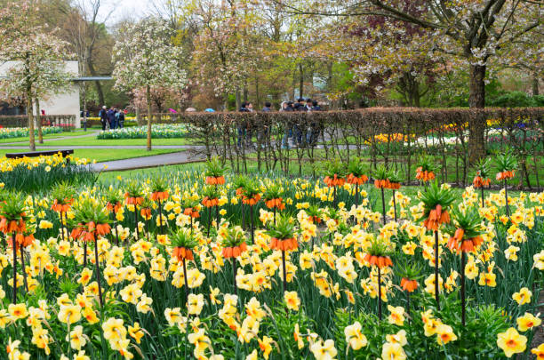 istock Rows of tulip flowers 655104546
