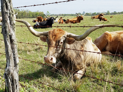 Multi-colored herd of Texas Longhorn cattle resting in ranch pasture.