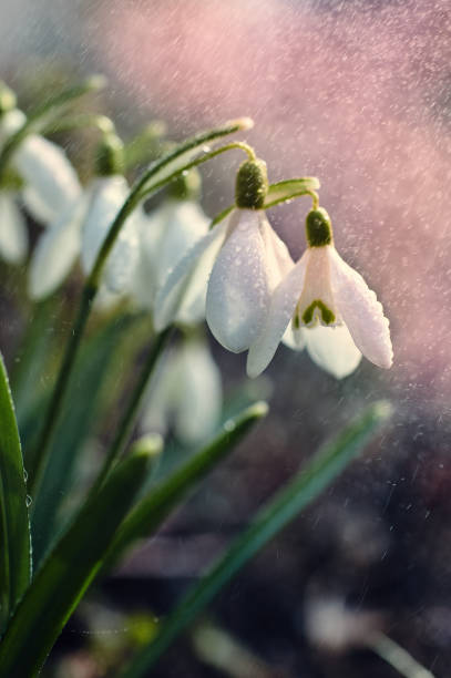 istock Snowdrops in the garden of spring rain 655104974
