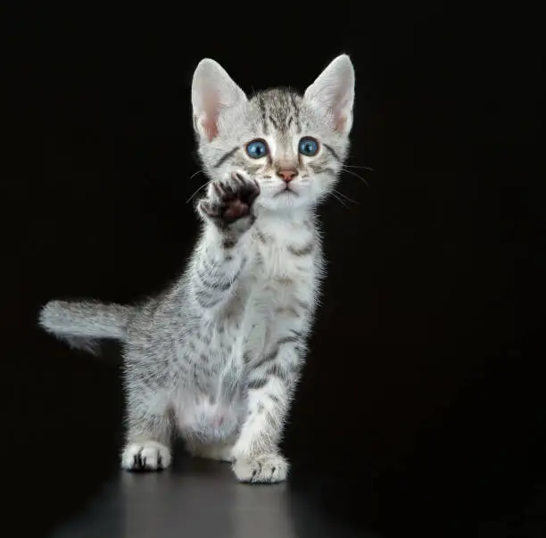 Silver Egyptian Mau Little Kitten (Felis catus). Naturally spotted breed of domesticated cat.