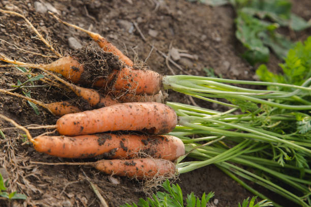 istock Handpicket fresh organic carrot bunch on soil 655106038