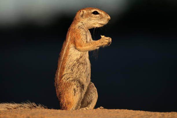 istock Feeding ground squirrel, Kalahari desert 655116126