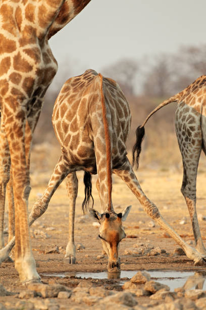istock Giraffe drinking water, Etosha National Park 655116134