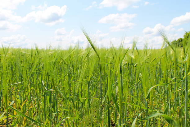 istock Field of green wheat 655116136