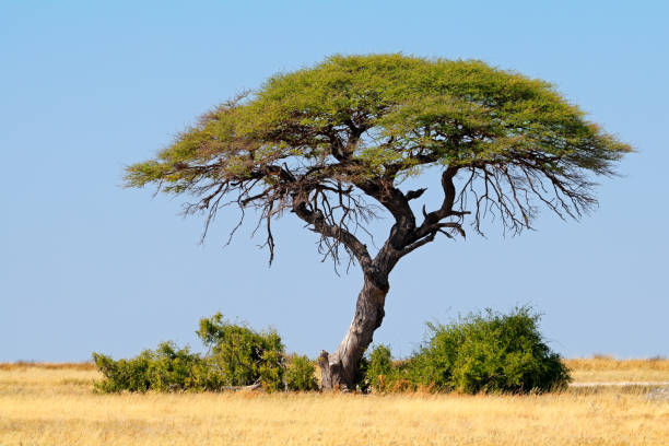 istock Landscape with a thorn tree and grassland, Etosha National Park 655116642