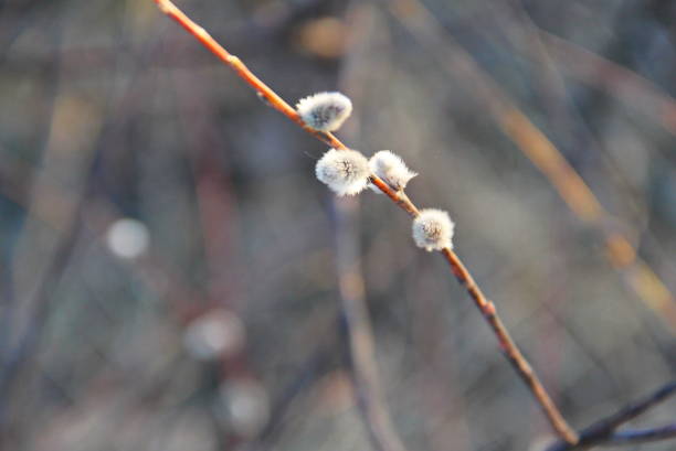 istock Pussy willow branch on early spring 655116766