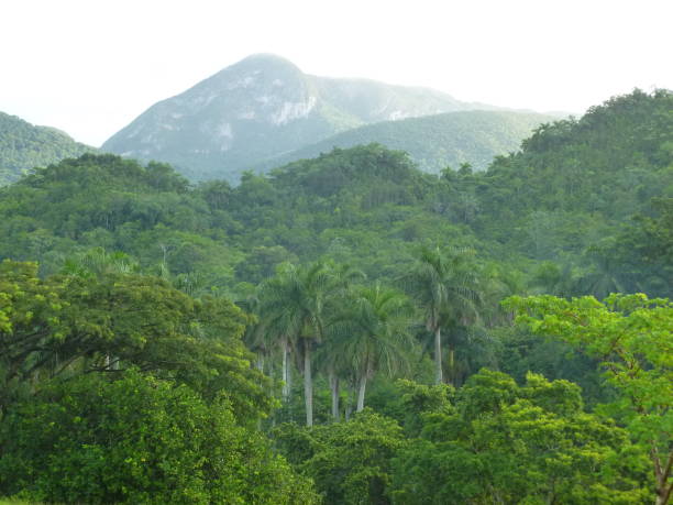 Trees whit mountains of Phuket Thailand whit clouds