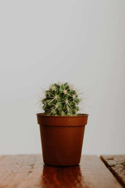 istock Small cactus at brown flowerpot on white background 655127160