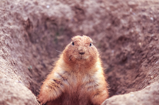 Close-up of captive prairie dog (genus Cynomys) looking out from the lip of it's dirt burrow.