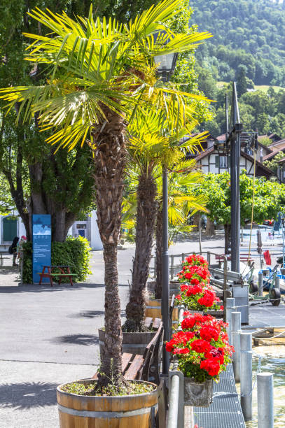 istock Lake embankment in Switzerland 655130546