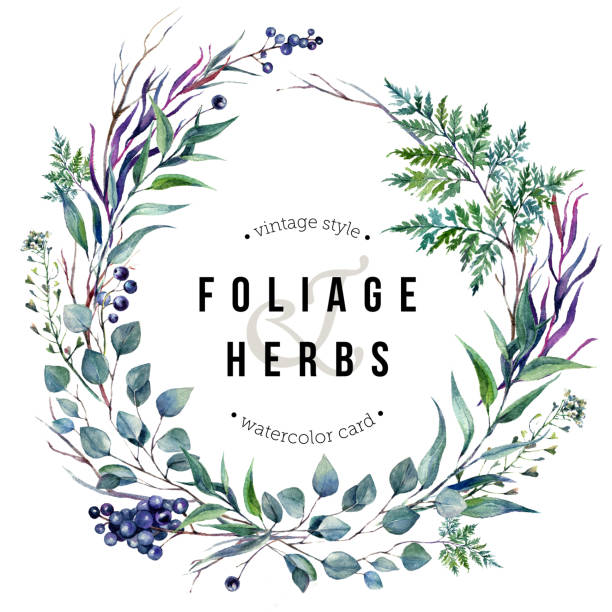 수채화 boho foliafe 화 환 - white background plant flower herb stock illustrations