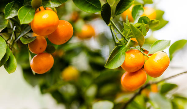 istock Riped juicy mandarines on green branches 655134036