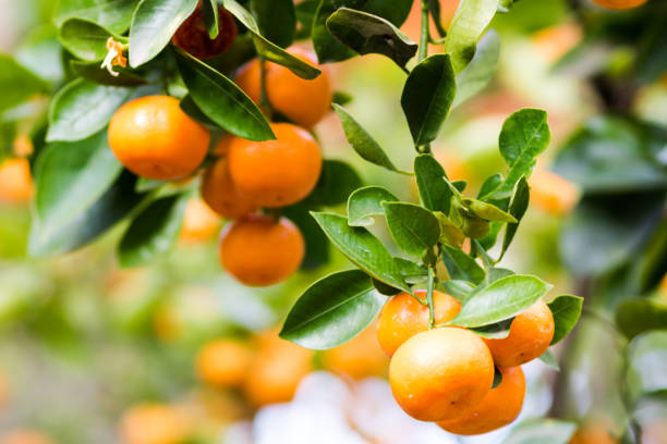 istock Riped juicy mandarines on green branches 655134264