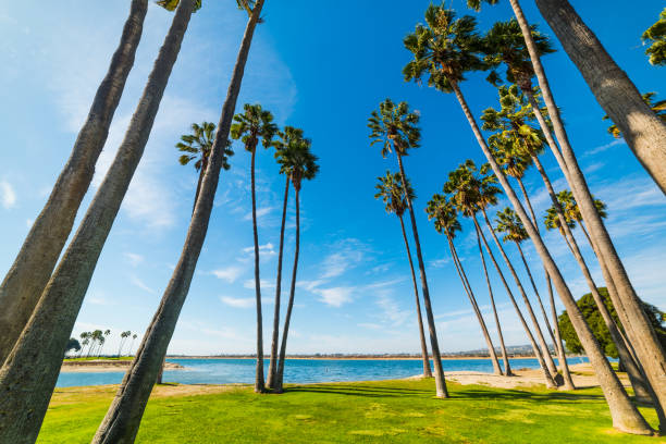 Palm trees in San Diego shoreline, California