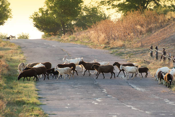 The herd crossing the road in the evening on the way home