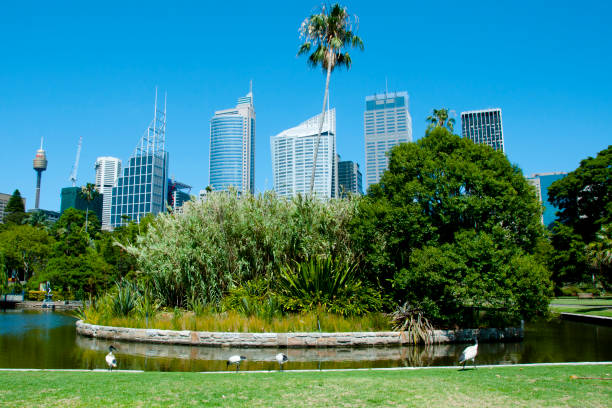 istock Botanical Garden - Sydney - Australia 655140216