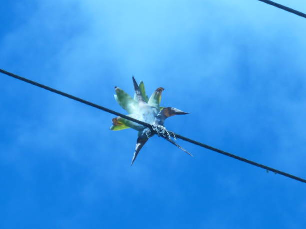 istock Flora and fauna in Cuba. 655140572