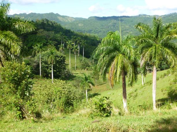 istock Flora and fauna in Cuba. 655140768