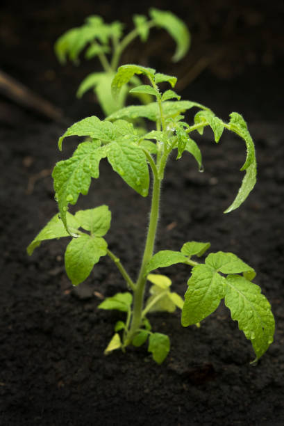 istock Green pepper lime in the rain 655141136