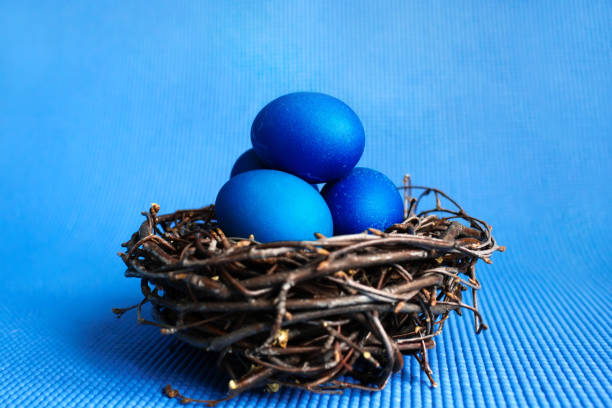 oeufs de pâques dans le nid sur fond bleu - birds nest animal nest animal egg blue photos et images de collection