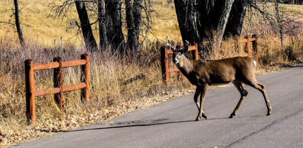 istock Denver Wildlife and Scenery 655152570