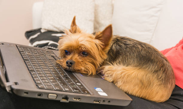 istock Cute dog at home 655152908