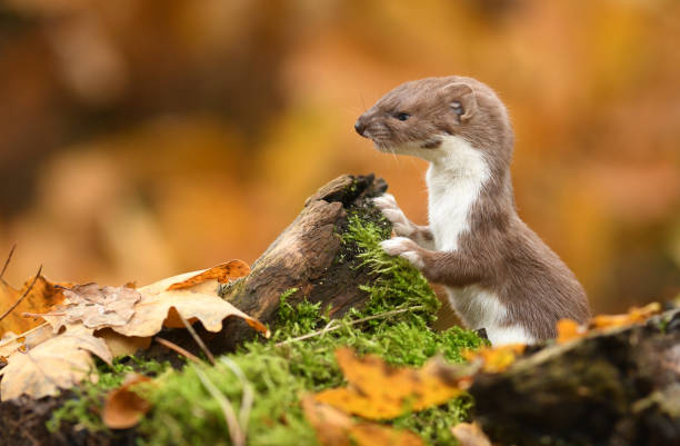 Weasel Weasel in autumn forest stoat mustela erminea stock pictures, royalty-free photos & images