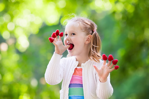 Natural growing of berries on farm.Strawberry field on fruit farm.Happy adorable Girl picking and eating strawberries on organic berry farm in summer. Strawberry plantation field, ripe red berries.