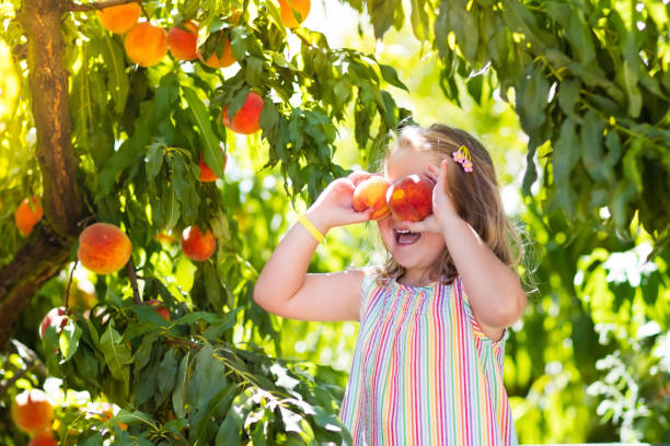Child picking and eating peach from fruit tree Little girl picking and eating fresh ripe peach from tree on organic pick own fruit farm. Kids pick and eat tree ripen peaches in summer orchard. Child playing in peach garden. Healthy food for kid. peach tree stock pictures, royalty-free photos & images