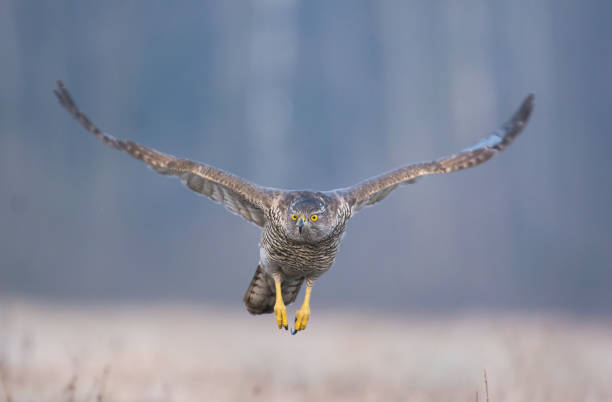 Goshawk Northern goshawk (Accipiter gentilis) galapagos hawk stock pictures, royalty-free photos & images