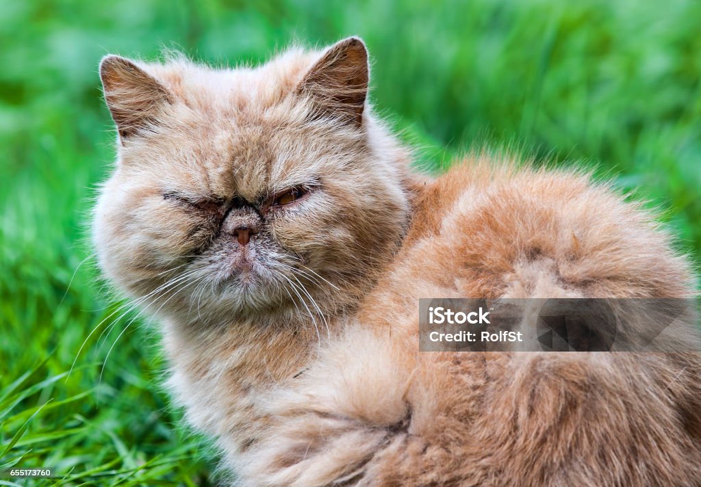 30+ Grumpy Cat Meme Stock Photos, Pictures & Royalty-Free Images - iStock