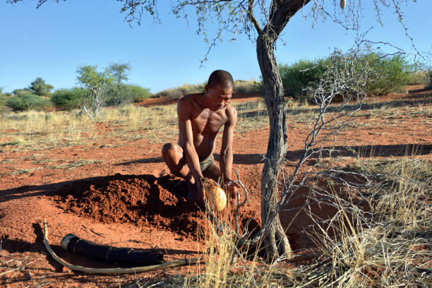 Bushmen hunter in the Kalahari desert, Namibia KALAHARI, NAMIBIA - JAN 24, 2016: Bushmen hunter buries ostrich egg with water. San people, also known as Bushmen are members of various indigenous hunter-gatherer peoples of Southern Africa bushmen stock pictures, royalty-free photos & images