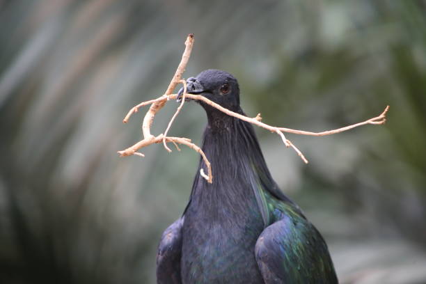 istock Peacock Holds a Twig in its Mouth 655179270