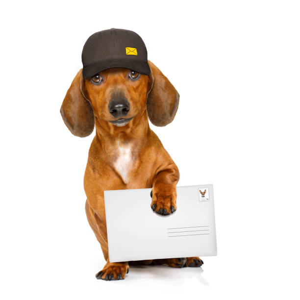 istock post delivery  dachshund  sausage dog 655182114