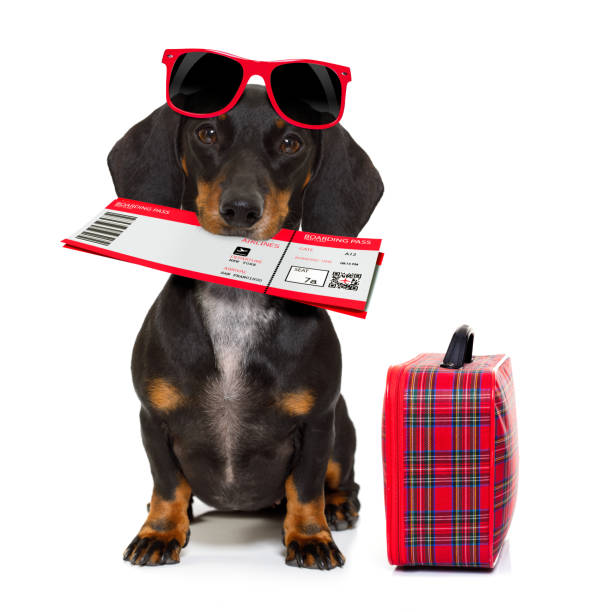 istock dachshund sausage dog on vacation 655182300