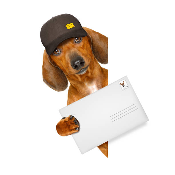 istock post delivery  dachshund  sausage dog 655182400