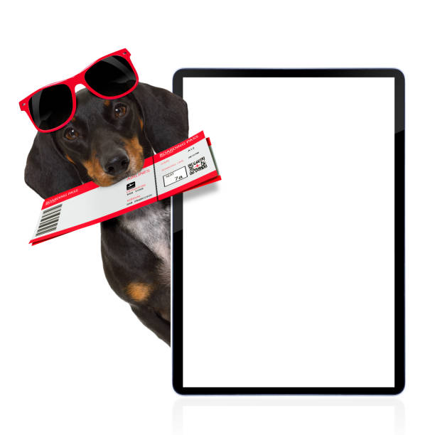 istock dachshund sausage dog on vacation 655182454