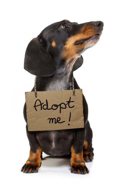istock homeless dog to adopt 655182552