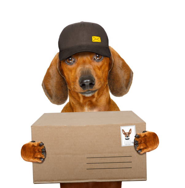 istock post delivery  dachshund  sausage dog 655182676