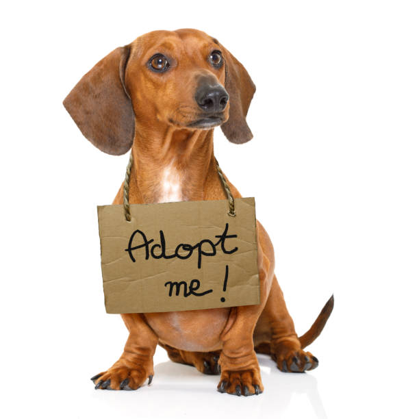 istock homeless dog to adopt 655182690