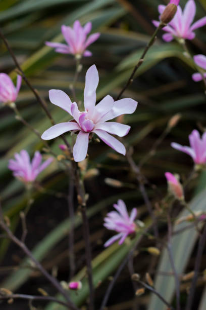 istock Pink flowers blooming in springtime in the branches of trees. 655182820