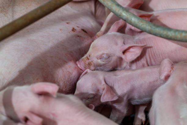 istock Newborn piglet Are suckling from mother pig 655185432
